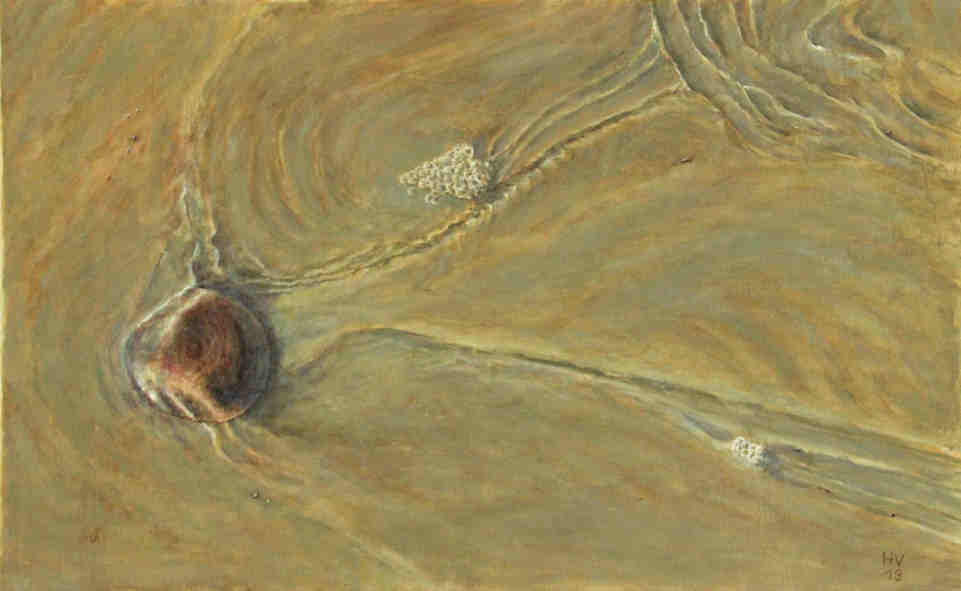 muschel (i)