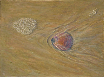 muschel (ii)